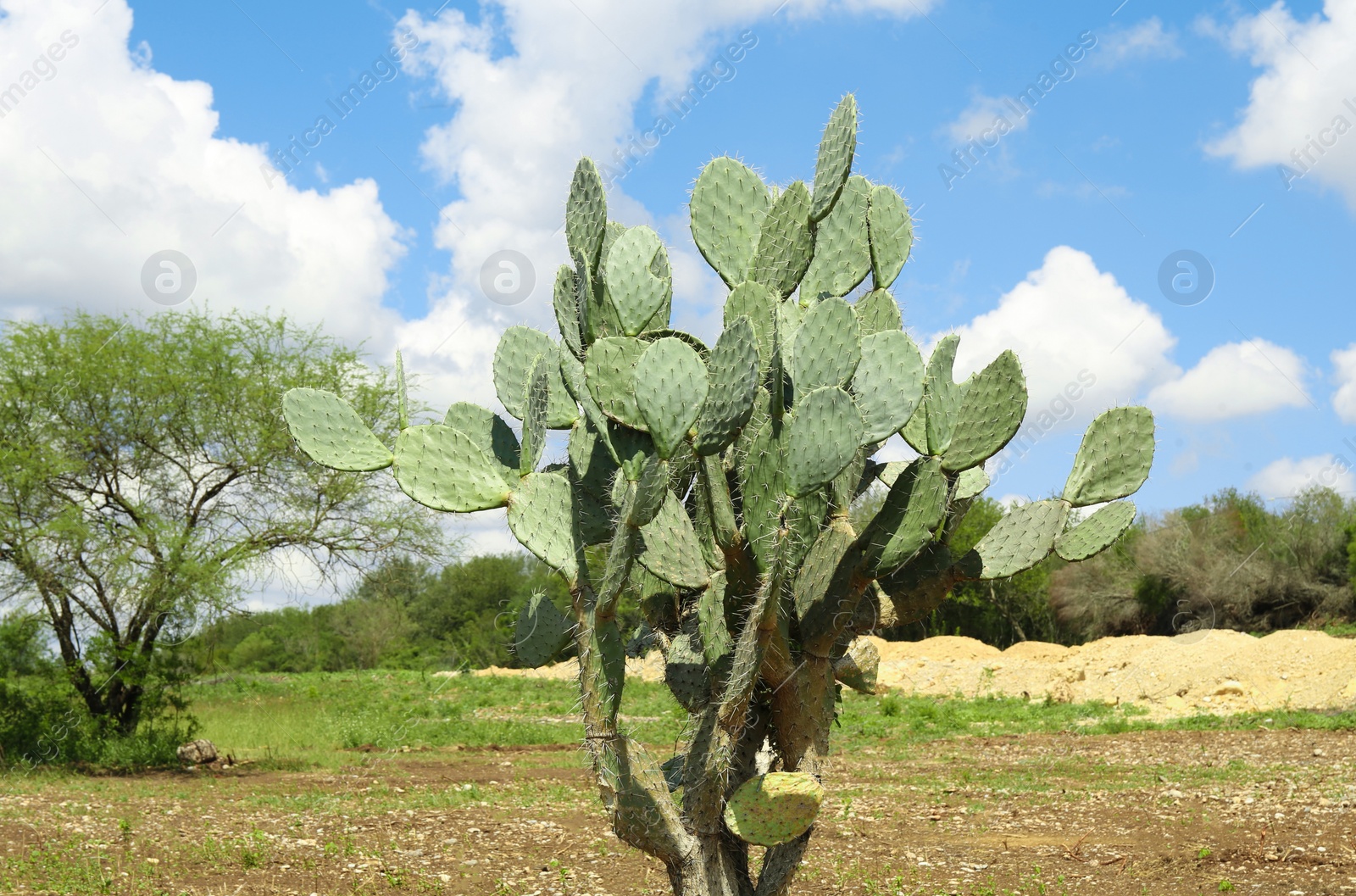 Photo of Beautiful green prickly pear cactus growing outdoors