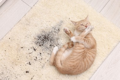 Cute ginger cat on carpet with scattered soil indoors, top view