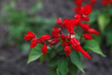 Photo of Beautiful garden flower outdoors. Amazing nature in summer