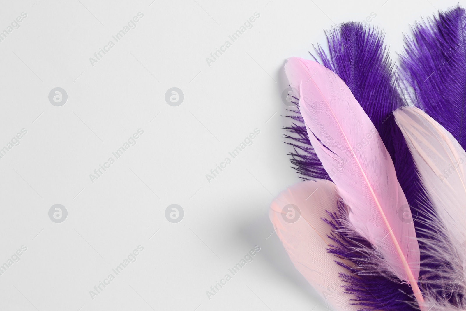 Photo of Beautiful purple and light pink feathers on white background. Space for text