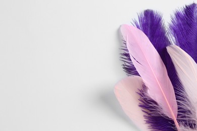Photo of Beautiful purple and light pink feathers on white background. Space for text