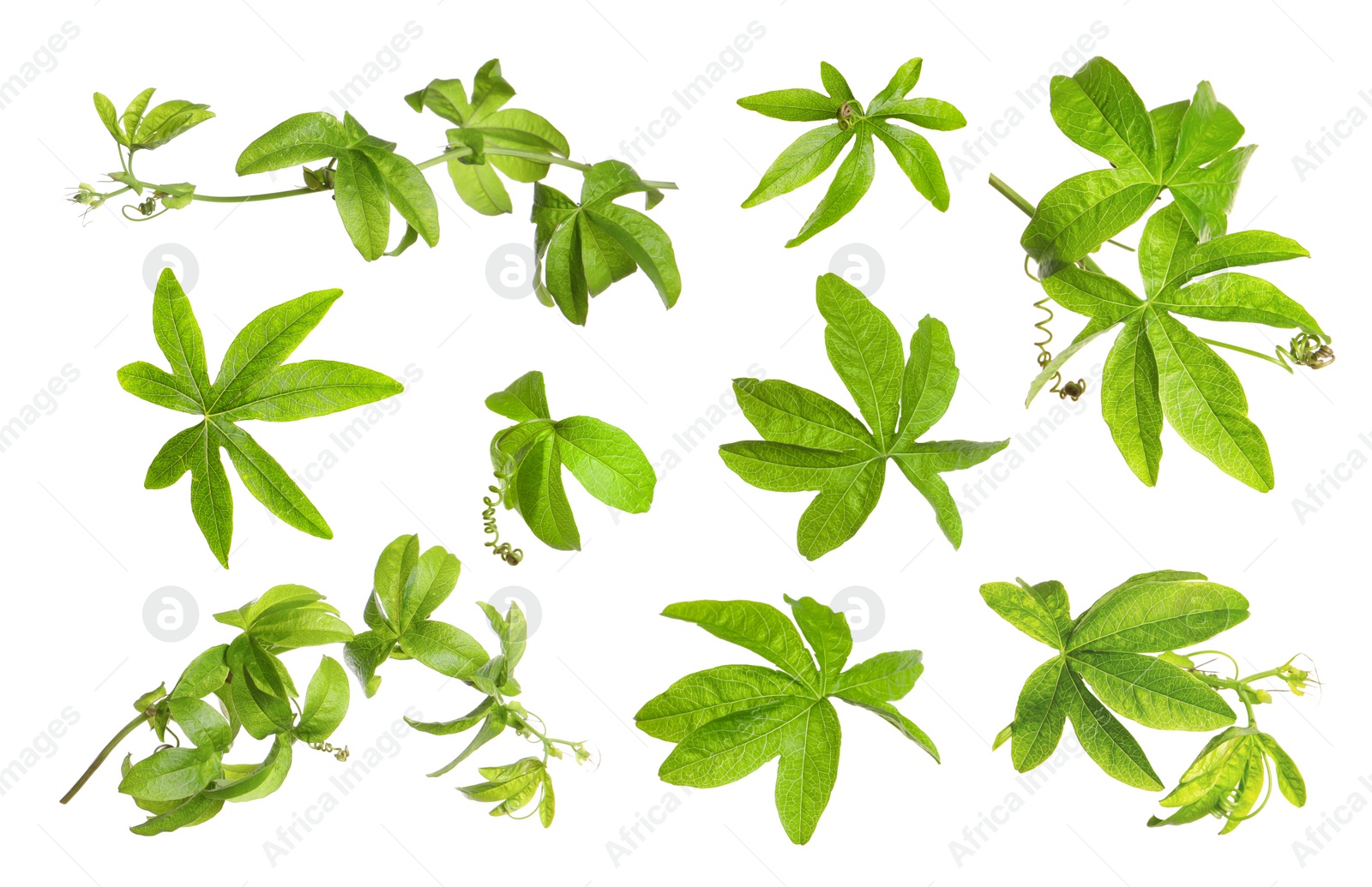 Image of Set with Passiflora plant (passion fruit) leaves on white background