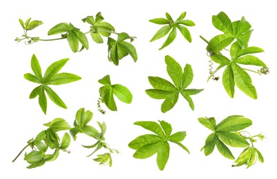 Set with Passiflora plant (passion fruit) leaves on white background