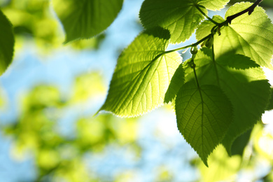 Photo of Tree branch with green leaves on sunny day