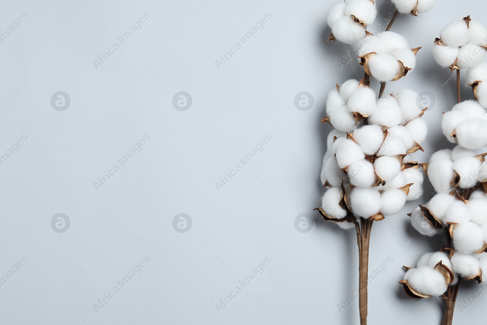 Photo of Beautiful cotton branches with fluffy flowers on light grey background, flat lay. Space for text