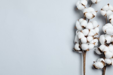 Beautiful cotton branches with fluffy flowers on light grey background, flat lay. Space for text