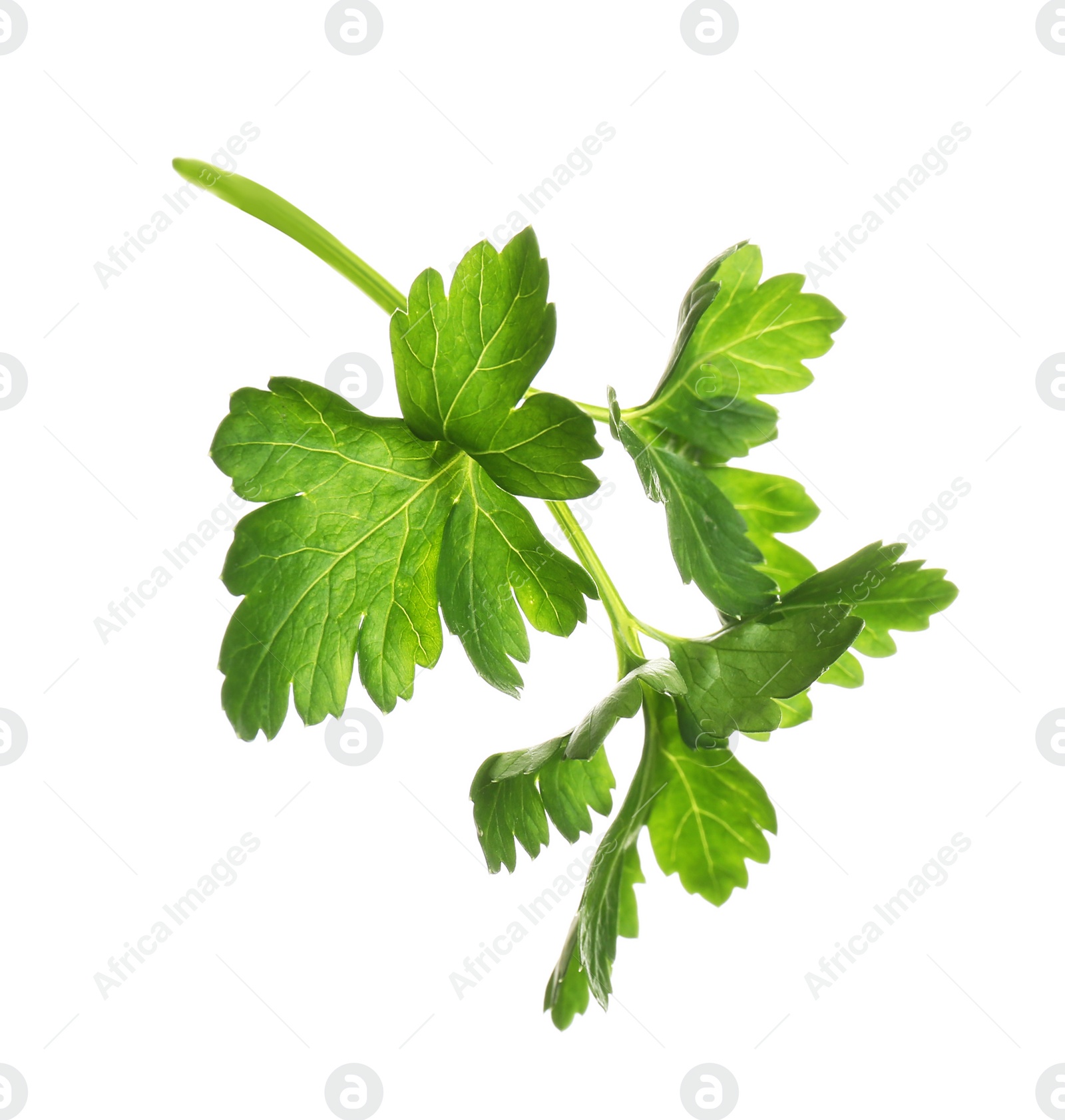 Photo of Fresh green organic parsley on white background