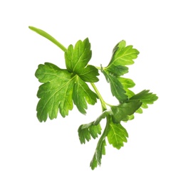 Fresh green organic parsley on white background