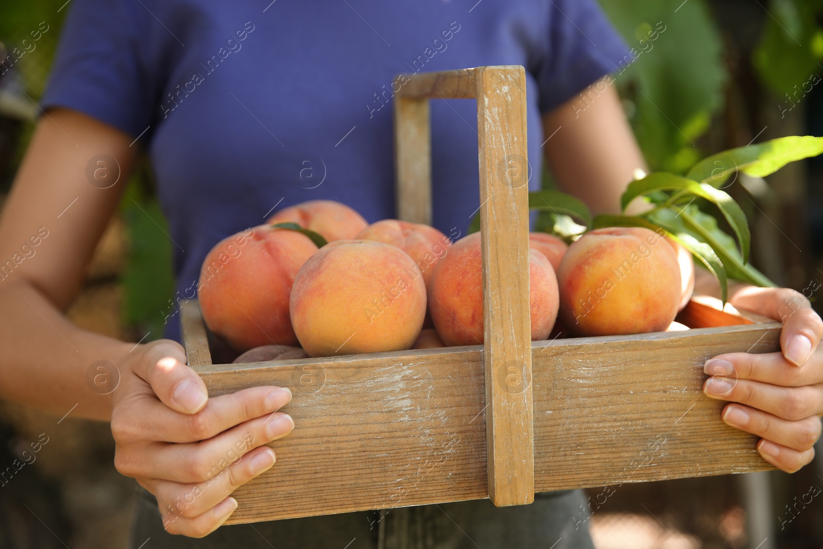 Photo of Woman holding wooden basket with ripe peaches outdoors, closeup