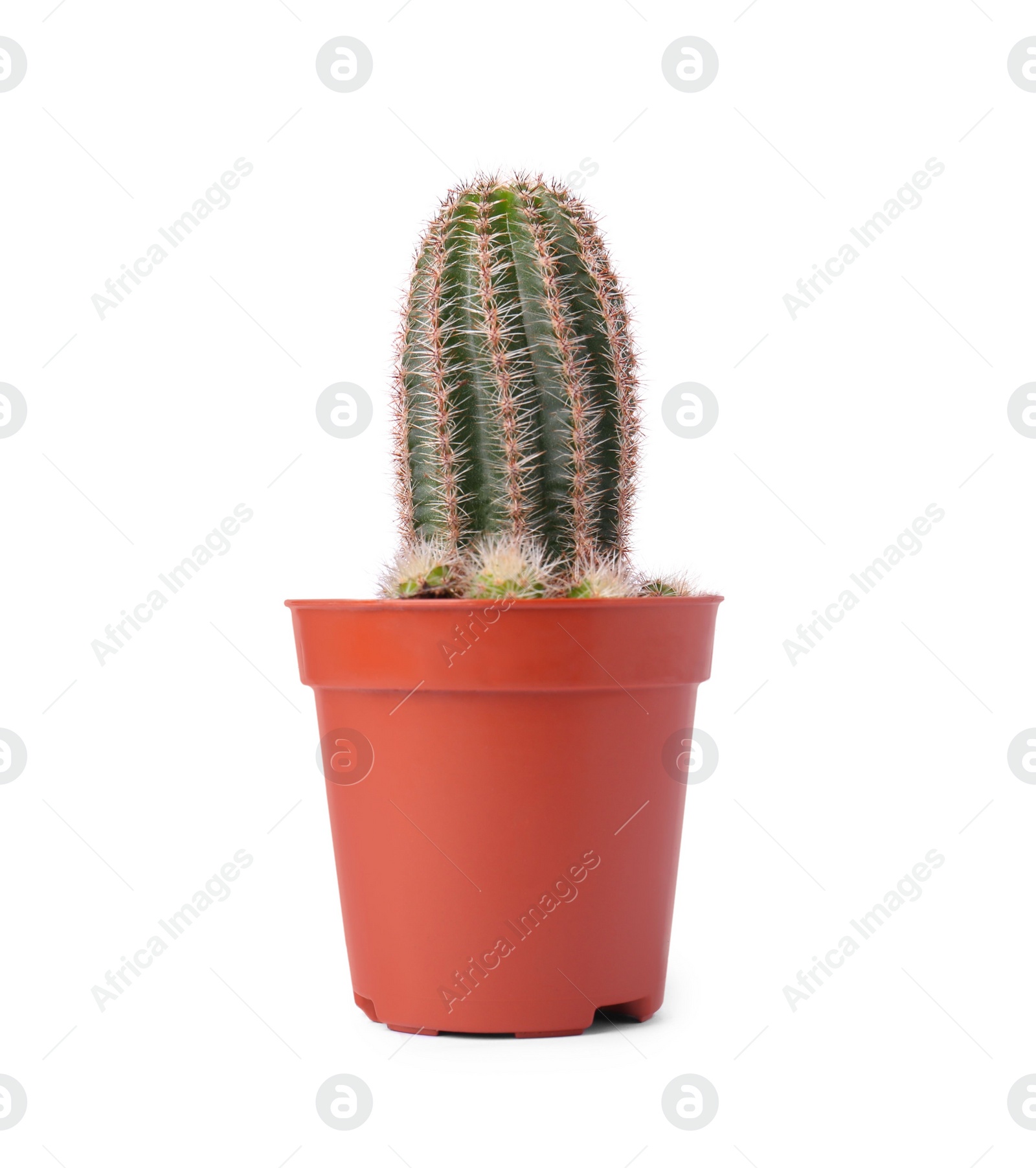 Photo of Beautiful green cactus in pot isolated on white. Tropical plant