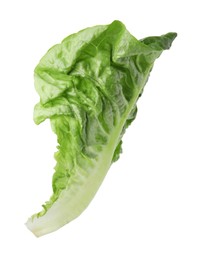 Fresh leaf of green romaine lettuce isolated on white