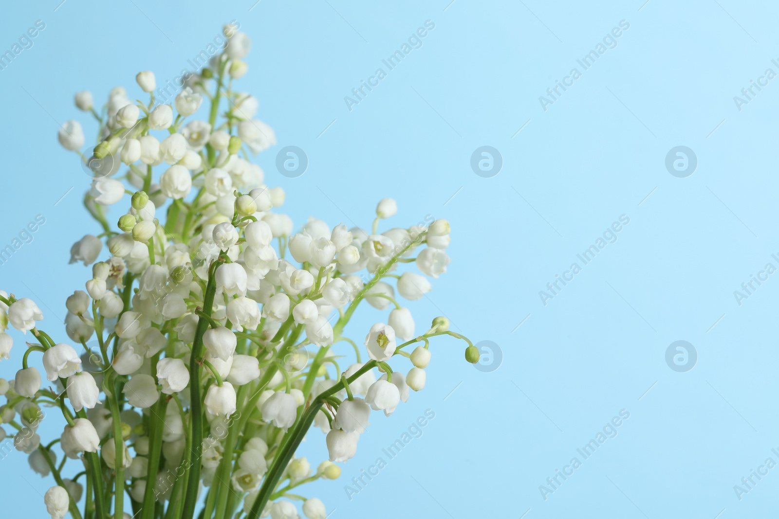 Photo of Beautiful lily of the valley flowers on light blue background, closeup. Space for text