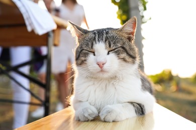 Beautiful cat lying on wooden bench outdoors