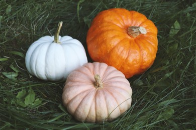 Photo of Different ripe pumpkins among green grass outdoors