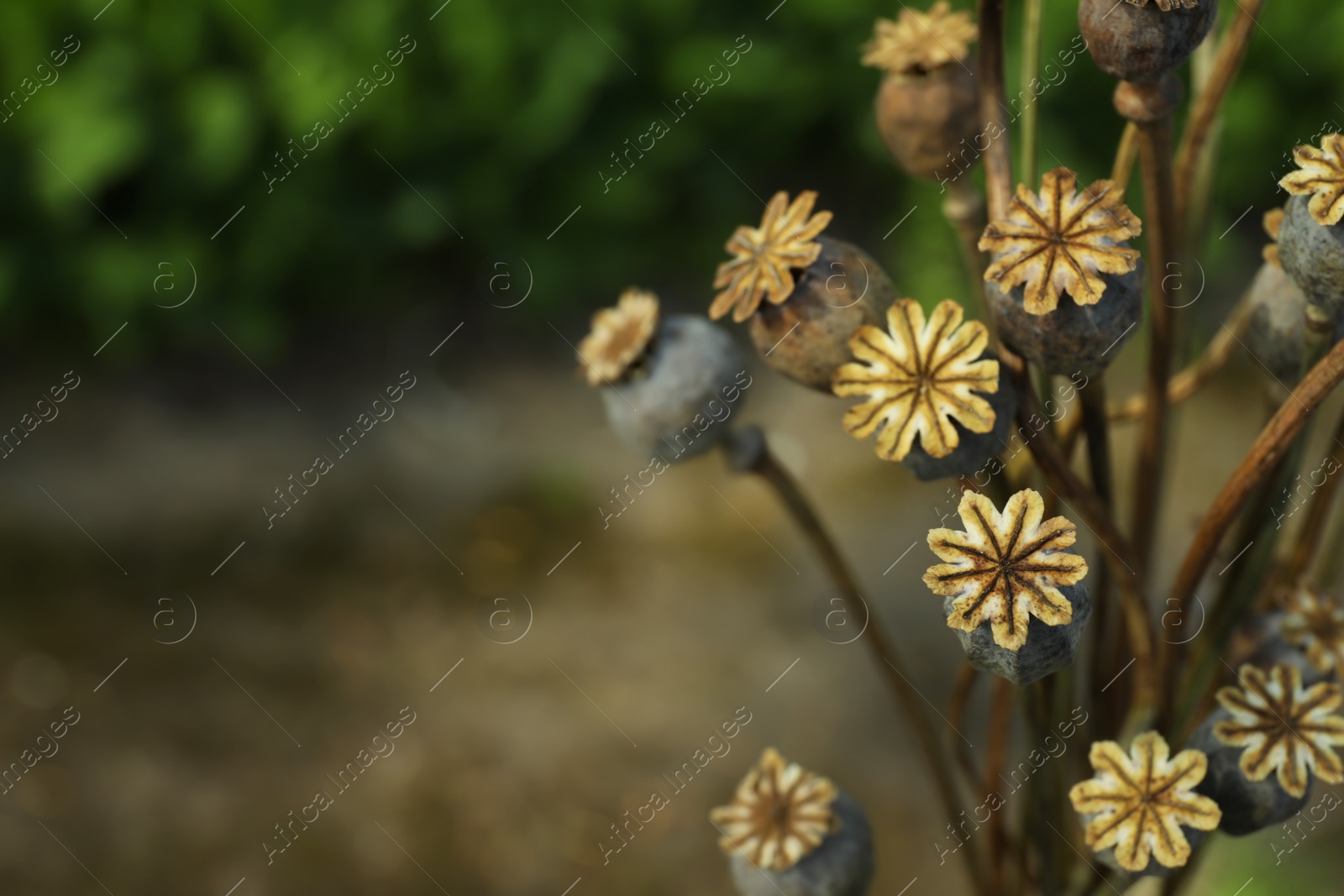 Photo of Dry poppy heads outdoors, closeup. Space for text