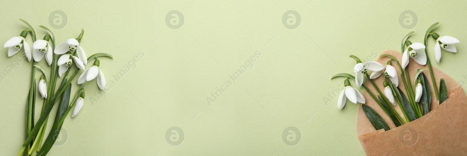 Image of Beautiful snowdrops on green background, flat lay with space for text. Banner design 