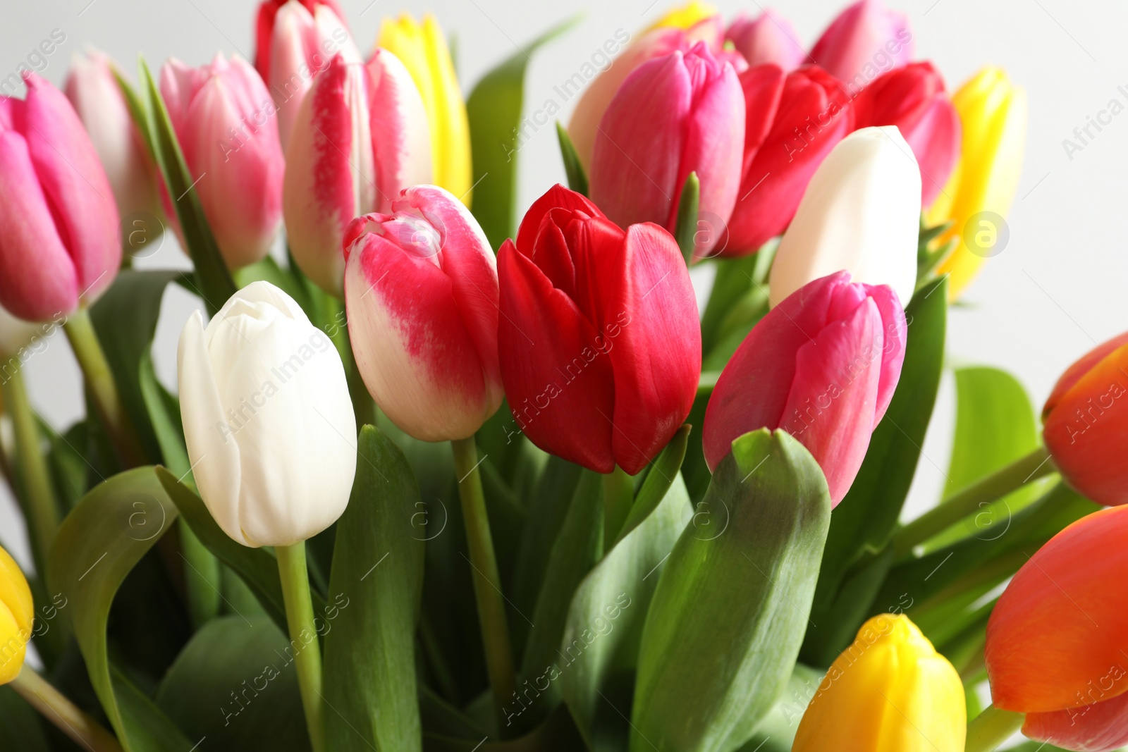 Photo of Beautiful bouquet of bright tulip flowers on light background, closeup