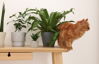 Adorable cat near green houseplants on wooden table at home