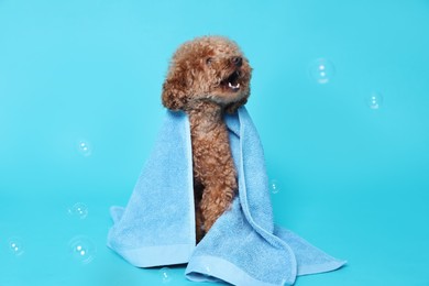 Photo of Cute Maltipoo dog wrapped in towel and soap bubbles on light blue background. Pet hygiene