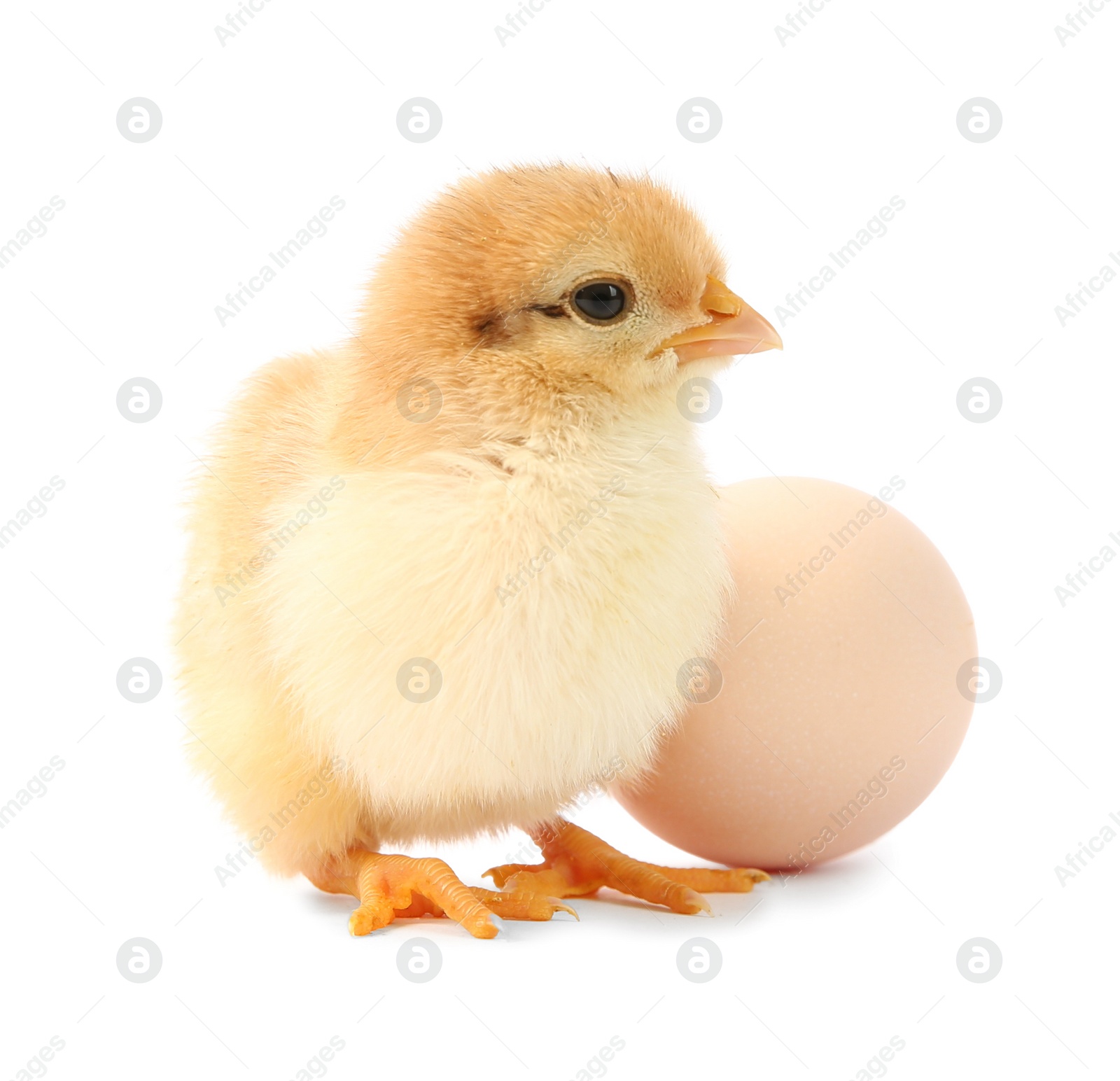 Photo of Cute chick and egg isolated on white. Baby animal