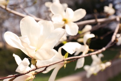 Photo of Magnolia tree branches with beautiful flowers outdoors, closeup. Awesome spring blossom