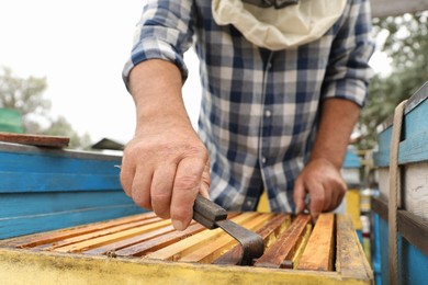 Photo of Beekeeper taking frame from hive at apiary, closeup. Harvesting honey