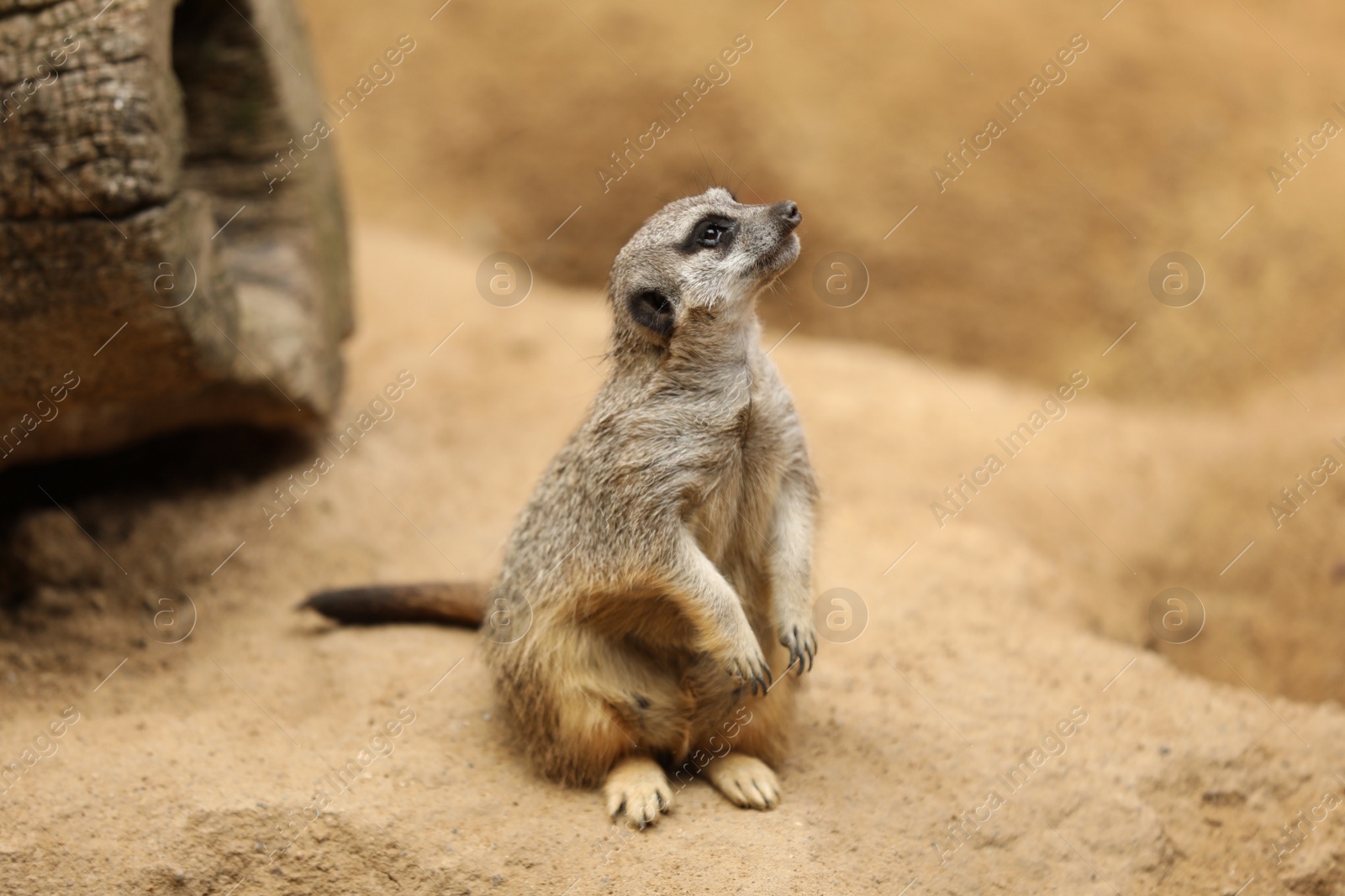 Photo of Cute meerkat in zoo enclosure. Exotic animal