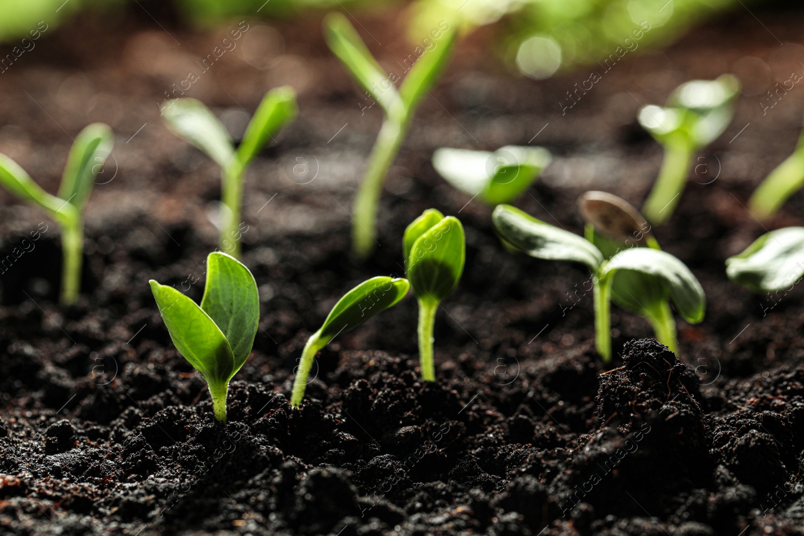 Photo of Young vegetable seedlings growing in soil outdoors