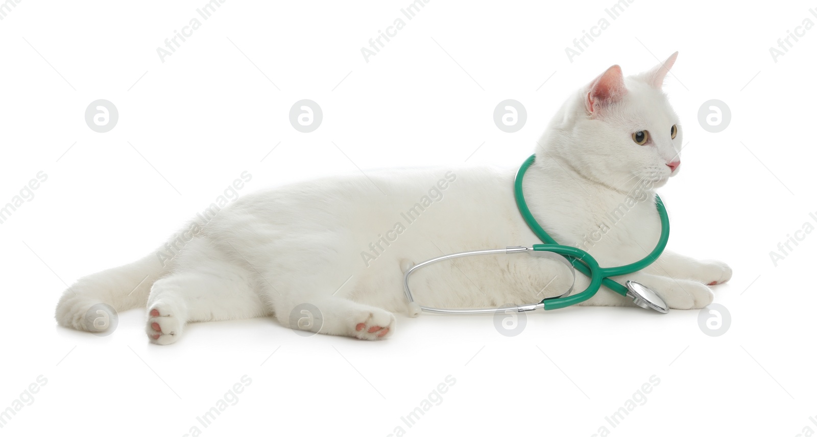 Photo of Cute cat with stethoscope as veterinarian on white background