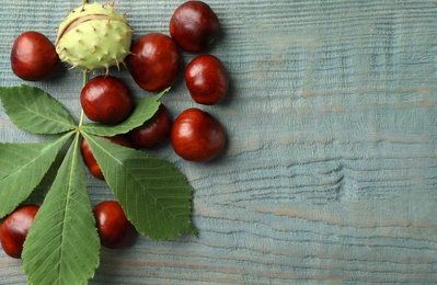 Many horse chestnuts and leaf on blue wooden table, flat lay. Space for text