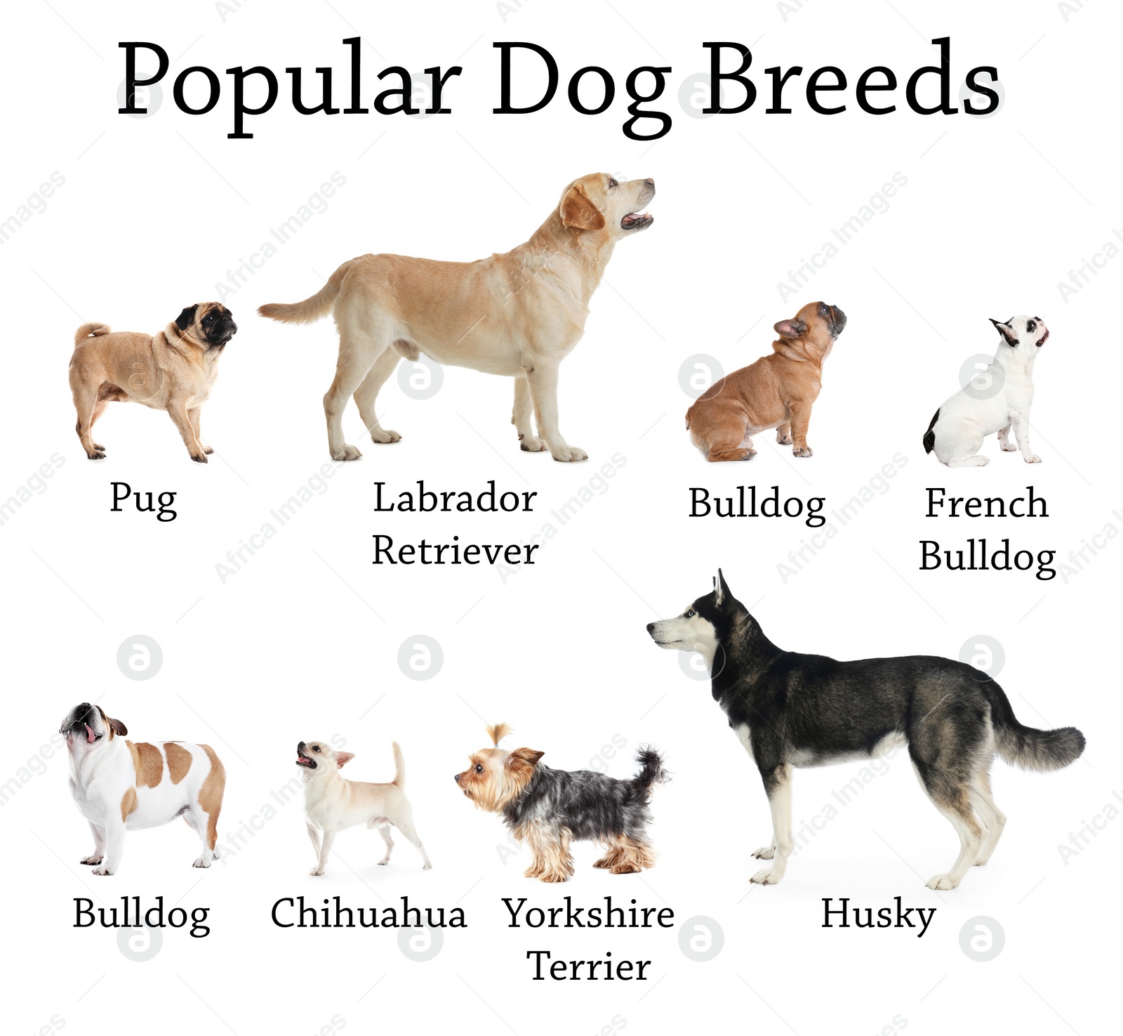 Image of Set of different adorable dogs on white background. Most popular breeds