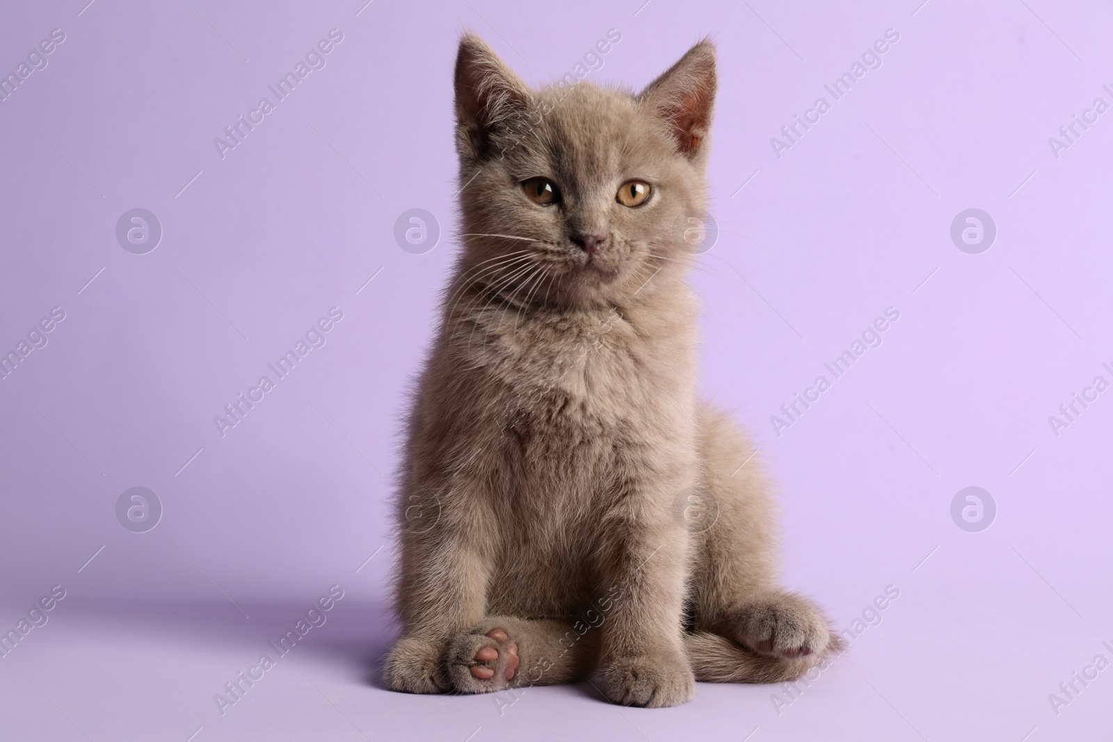 Photo of Scottish straight baby cat on pale violet background