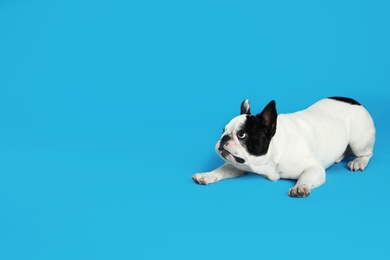 Photo of French bulldog on blue background. Space for text