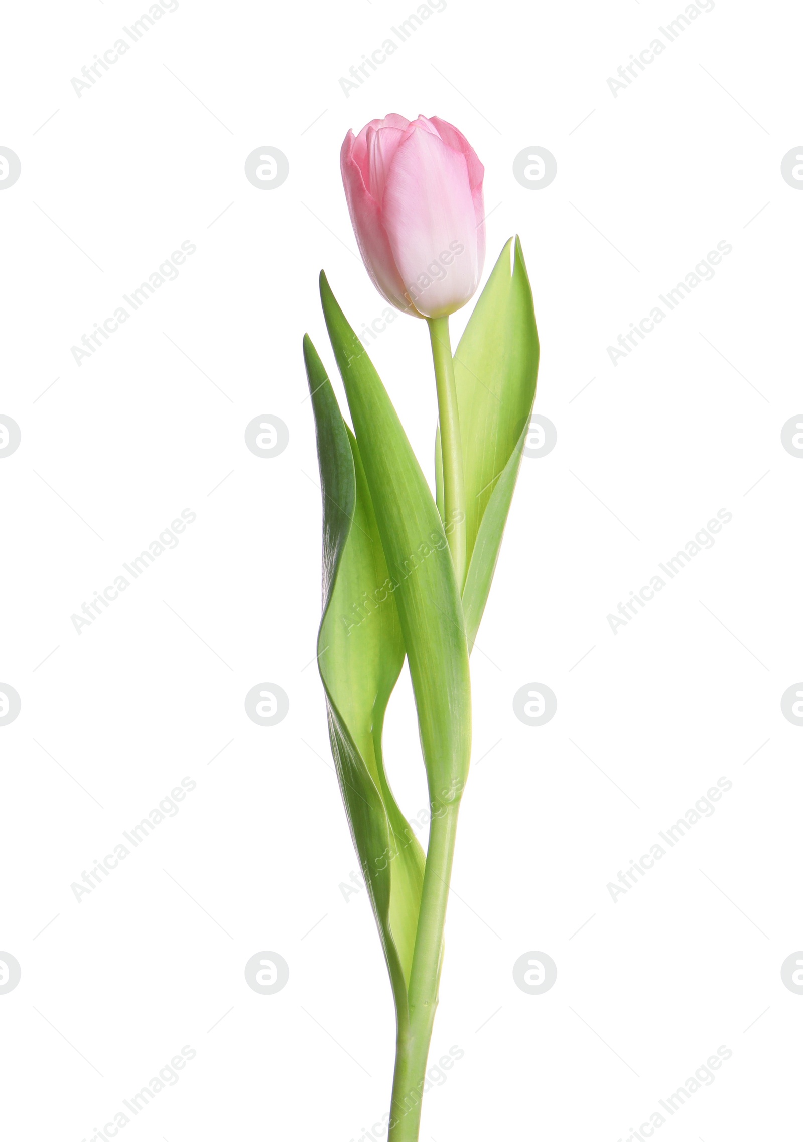 Photo of One beautiful delicate tulip isolated on white