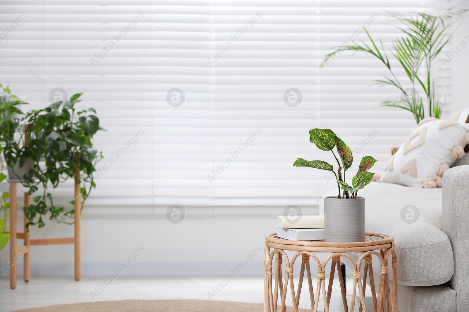 Photo of Beautiful houseplant and books on table in living room