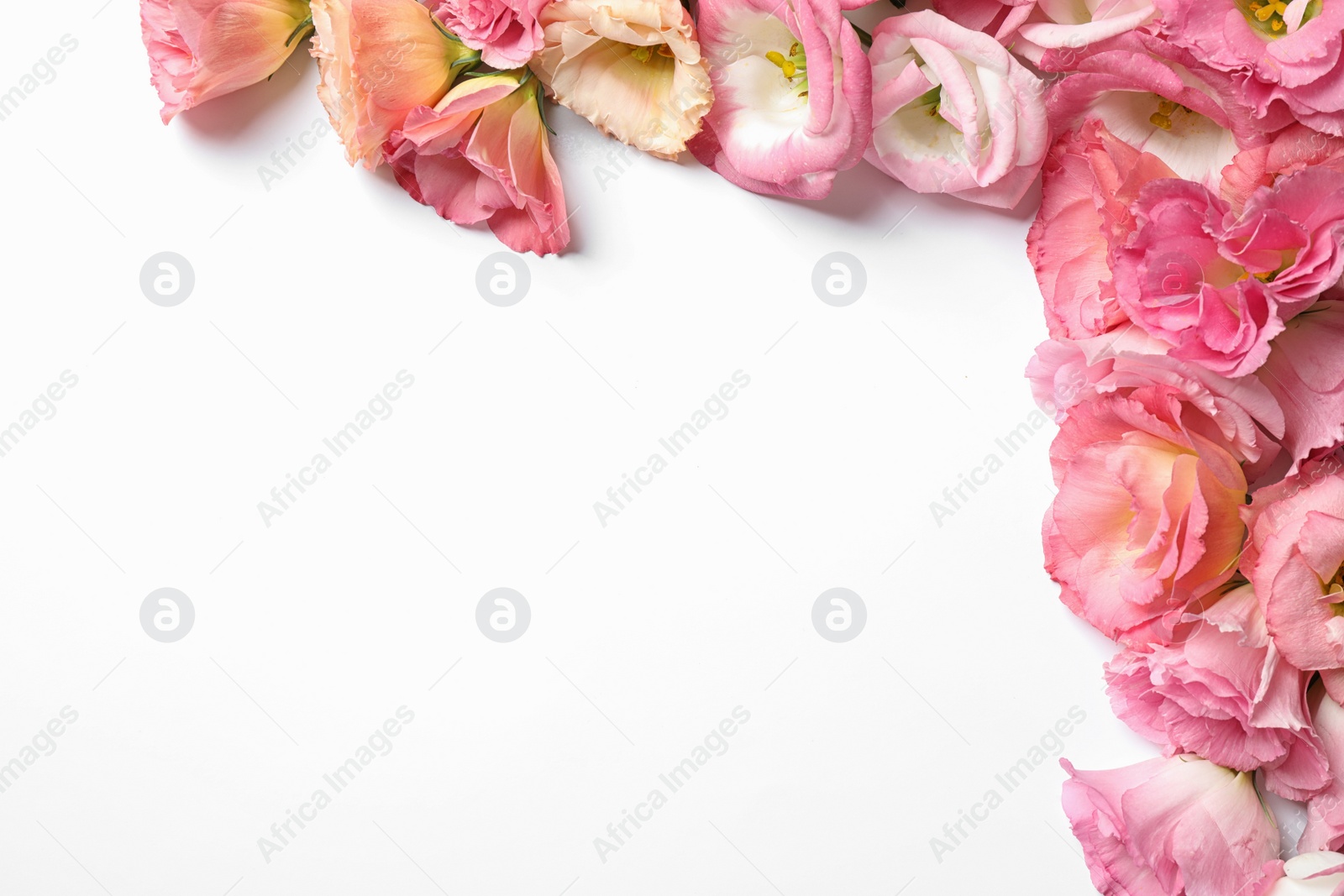 Photo of Beautiful Eustoma flowers on white background, top view. Space for text