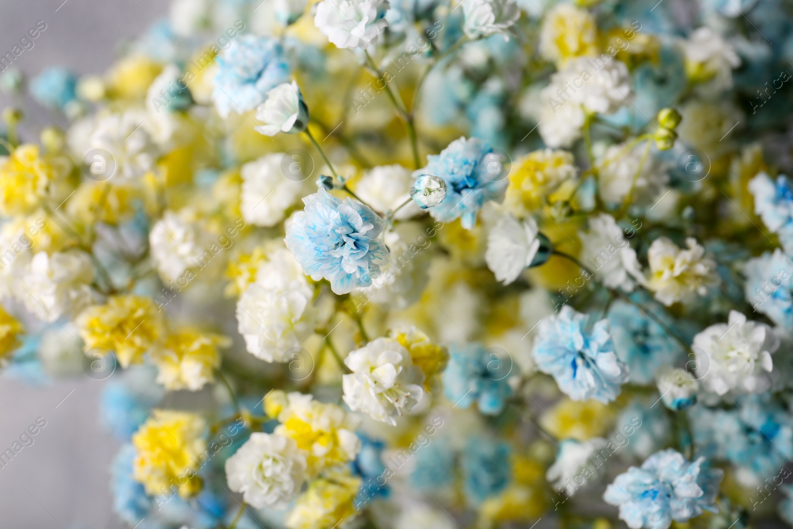 Photo of Many beautiful dyed gypsophila flowers on light grey background, closeup