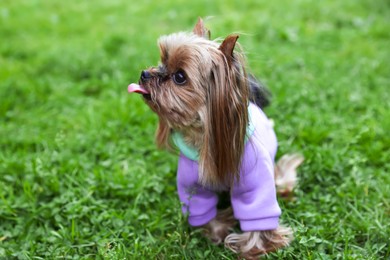 Photo of Cute Yorkshire terrier wearing stylish pet clothes in park