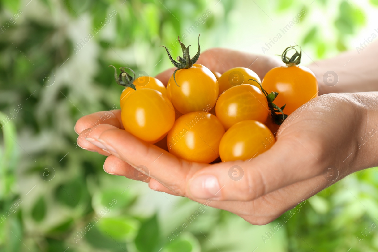 Photo of Woman holding yellow tomatoes against blurred background, closeup