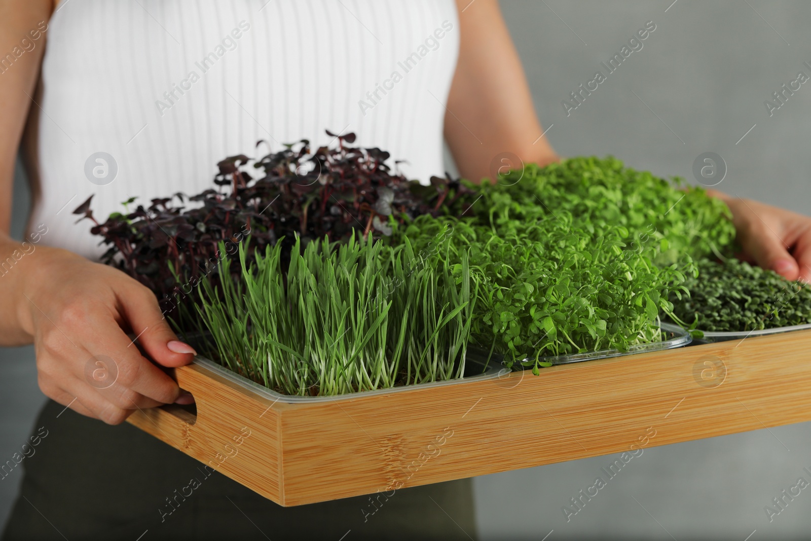 Photo of Woman with wooden crate of different fresh microgreens on grey background, closeup