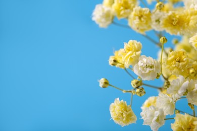 Photo of Beautiful dyed gypsophila flowers on light blue background, closeup. Space for text