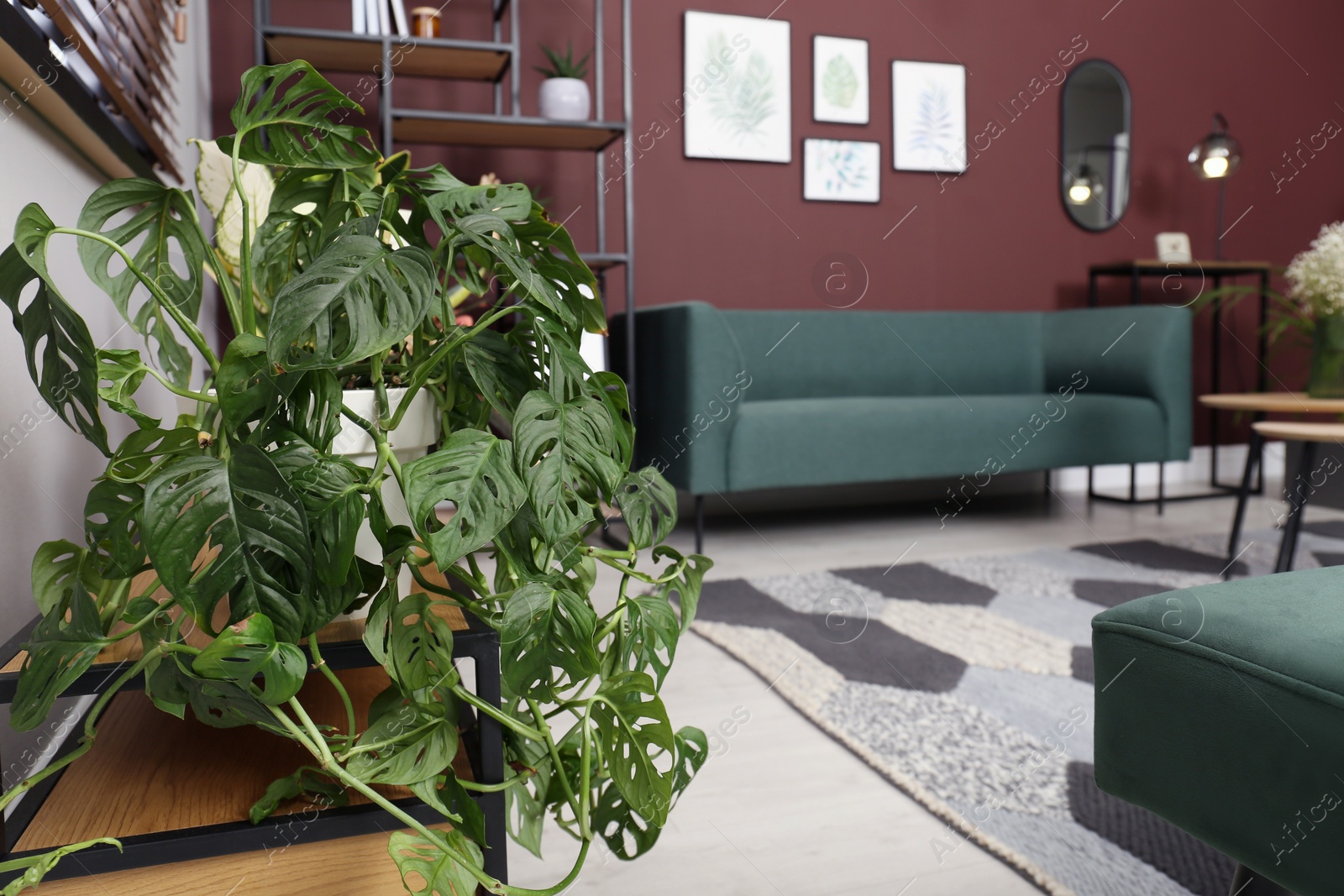 Photo of Beautiful houseplant on console table indoors. Space for text