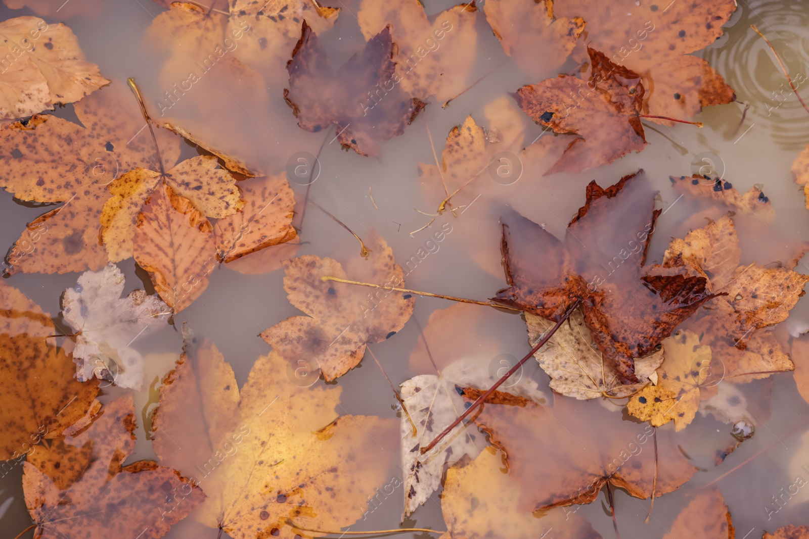 Photo of Beautiful orange autumn leaves in puddle, top view