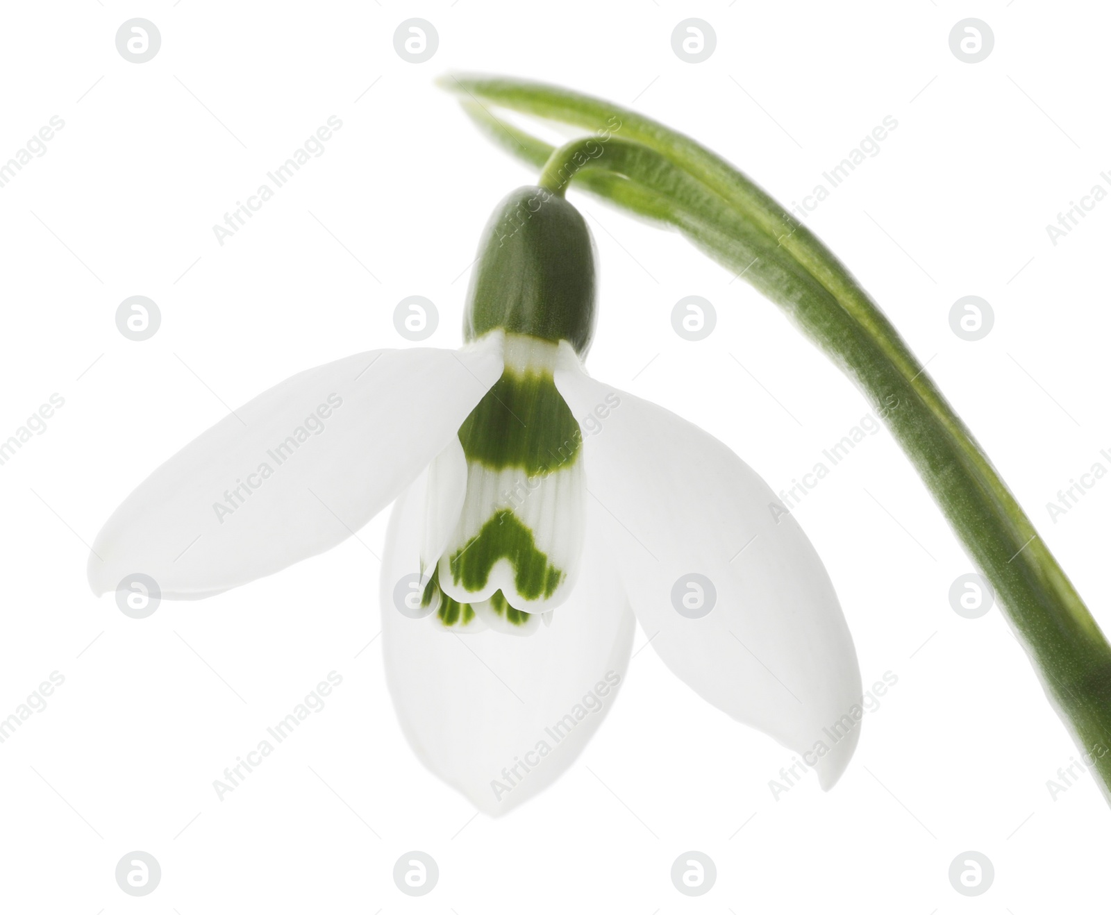 Photo of Beautiful snowdrop isolated on white. Spring flower