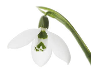 Photo of Beautiful snowdrop isolated on white. Spring flower