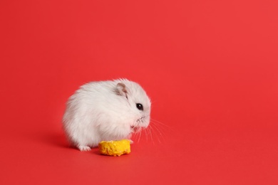 Photo of Cute funny pearl hamster feeding on red background, space for text
