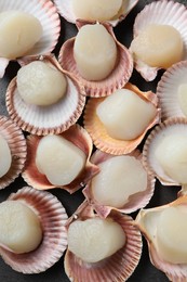 Photo of Many fresh raw scallops in shells on grey table, flat lay