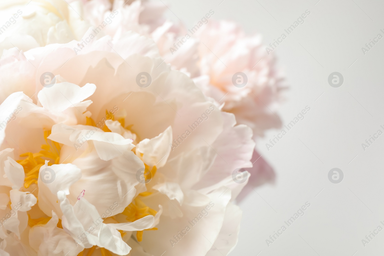 Photo of Beautiful blooming white peony on light background, closeup