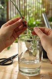 Woman putting root of house plant into water at wooden table, closeup