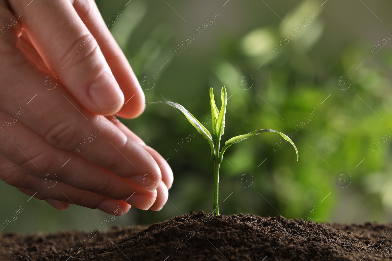 Photo of Woman protecting young green seedling in soil against blurred background, closeup